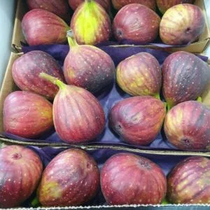 Fig Brazil Fresh x8 巴西 无花果